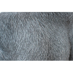 39378 KARE dekoracja stojąca GORILLA XL 76cm czarna King Home