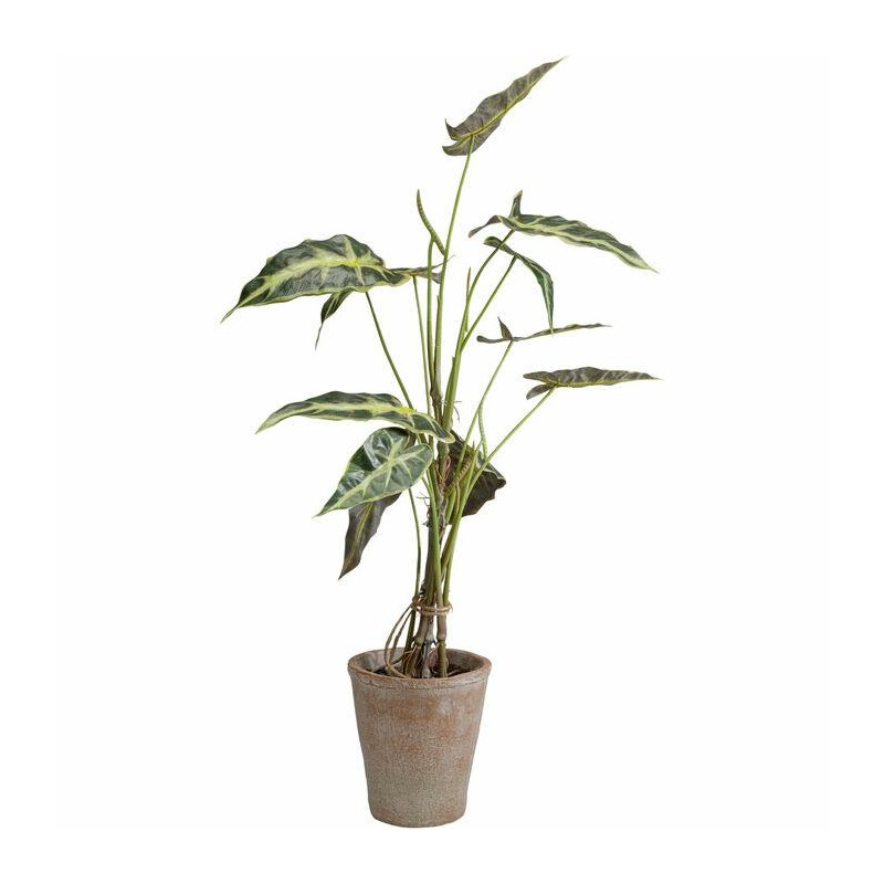 55921 KARE roślina dekoracyjna ALOCASIA 80 cm King Home