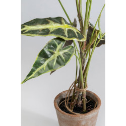 55921 KARE roślina dekoracyjna ALOCASIA 80 cm King Home