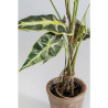 55921 KARE roślina dekoracyjna ALOCASIA 80 cm King Home