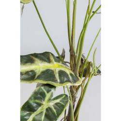 55921 KARE roślina dekoracyjna ALOCASIA 80 cm King Home