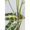 55921 KARE roślina dekoracyjna ALOCASIA 80 cm King Home