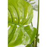 51683 KARE roślina dekoracyjna MONSTERA 110 cm King Home