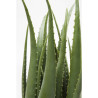 60724 KARE roślina dekoracyjna ALOE 69 cm King Home